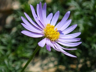 Obraz premium 太陽に向かう花