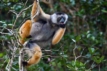 Diademed sifaka lemur (Propithecus diadema) – portrait, Madagascar nature