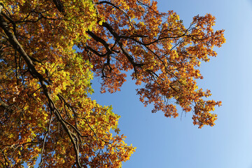 A beautiful low angle view of a golden leaves on an oak tree in the autumn sunshine. 