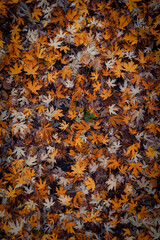 autumn leaves background