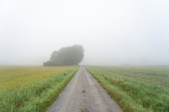 Tree field and rural road under fog