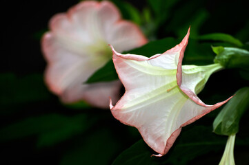 Fototapeta na wymiar Pink datura flowers