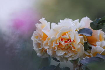 kleine Rosen gelb Pastell im Gegenlicht Nahaufnahme