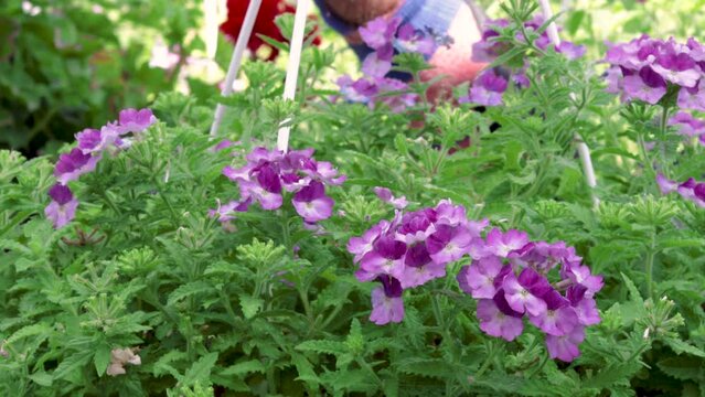 pots with purple color flowers,market for sale.flowers shop,delivery,store.man hands in work gloves arranging pots with sweet summer surprise,syngenta flowers.sunny summer day.4k real time video