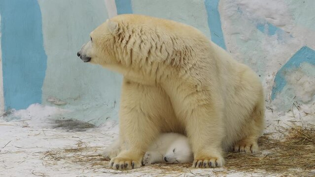 A polar bear cares her sleeping cub in a zoo in a winter