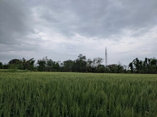 Fototapeta na wymiar green fields with the sky 