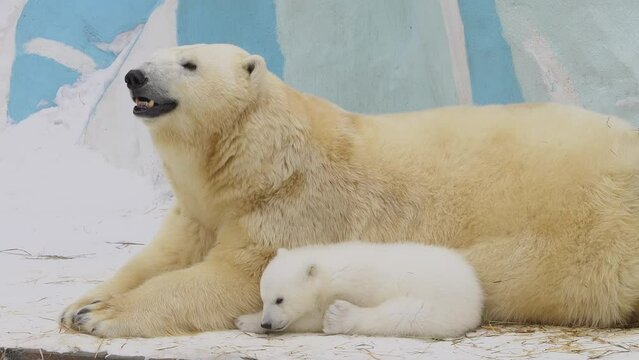 A polar bear family rest in a zoo in a winter