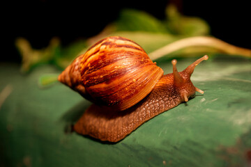 gliding snail with brown stipes