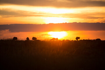 Fototapeta na wymiar Wildebeest grazing at sunset in Kwazulu-Natal South Africa
