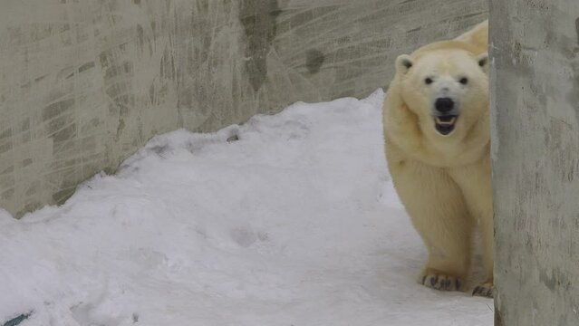 A polar bear stands and looks  to the camera in a zoo