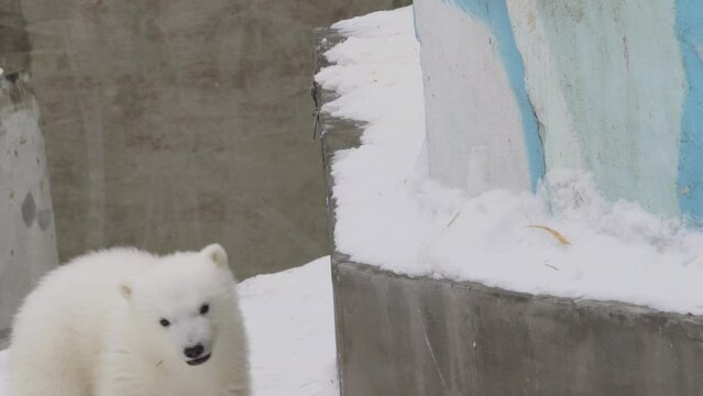 A polar bear cub climb up in a zoo