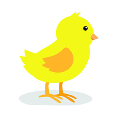 little yellow chick on a white background