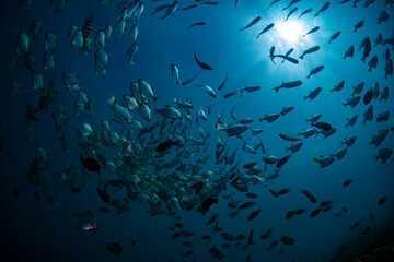 Fototapeta na wymiar A school of Silver Batfish swims in the open water. Underwater world of Tulamben, Bali, Indonesia.