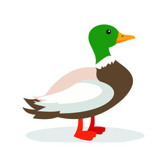 wild duck on white background