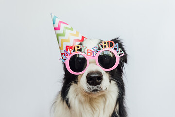 Happy Birthday party concept. Funny cute puppy dog border collie wearing birthday silly hat and eyeglasses isolated on white background. Pet dog on Birthday day