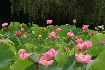 蓮の花々