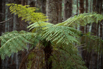 fern in the forest