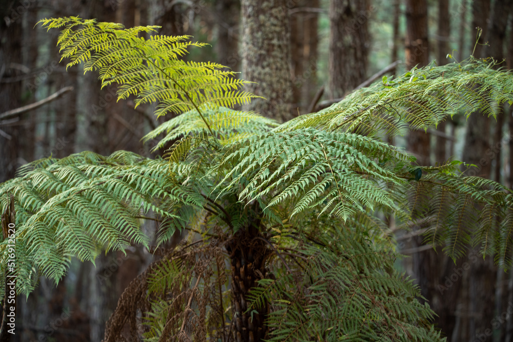 Sticker fern in the forest