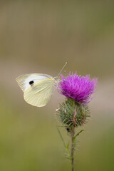 Cabbage white butterfly (Pieris brassicae).