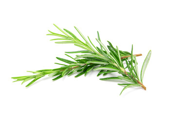 Fototapeta premium Rosemary sprig isolated on white background. Aromatic evergreen shrub
