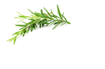 Rosemary sprig isolated on white background. Aromatic evergreen shrub