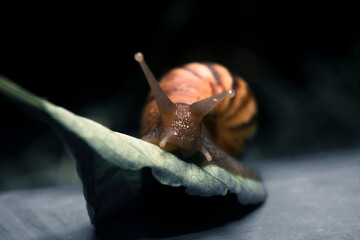 snail on a leaf