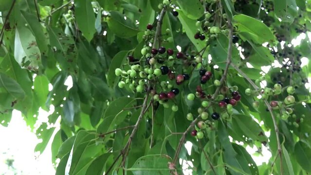 Green and ripe fruits Of Syzygium cumini on tree, commonly known as Malabar plum, Java plum, black plum, jamun or jambolan