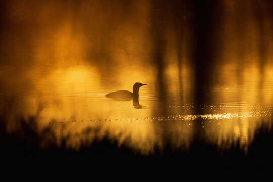 Beautiful light at a lake with a Red throated loon