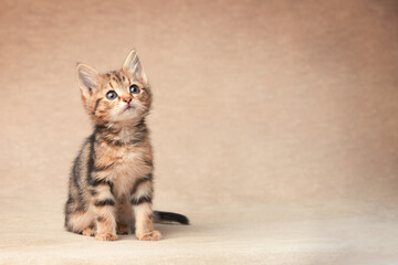Cute tabby black brown kitten sitting with copy space