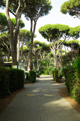 Obraz premium Flower bed, alley, road, path, well-kept garden, camping, A town of Dutch houses, a settlement, camping, vacation, houses standing among trees, in the forest. 