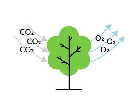 Tree absorbs CO2 and releases O2 linear style scheme vector illustration. Carbon cycle. CO2 neutrality concept. Ecology, environment, photosynthesis process. Flat vector illustration.