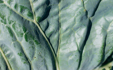 Cabbage leaf close-up. Bright sunlight. Natural background and texture.