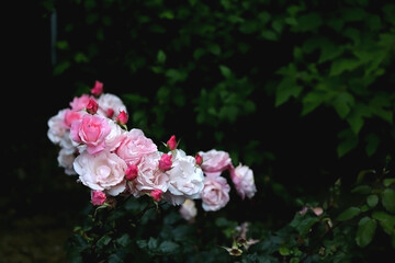 Beautiful pink roses in the garden. Selective focus.