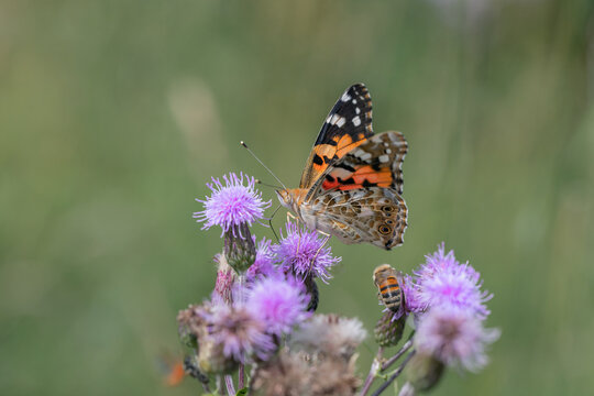 Painted lady butterfly (Vanessa cardui) is feeding nectar.