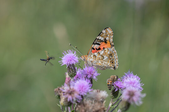 Painted lady butterfly (Vanessa cardui) and other insects in the pollination.