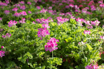 Fototapeta premium Close up photography Pelargonium in the garden, bouquet, 