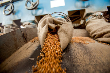 Loading process of wheat grain in elevator granary warehouse. Agro manufacturing plant equipment. Harvest time