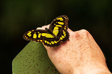 Schmetterling auf meiner Hand