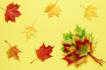 Abstract composition with autumn falling leaves and bunch of maple leaves on yellow background. Autumn mood.
