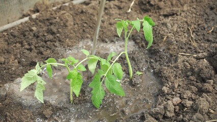 Watering tomato seedlings growing in greenhouse. Growing tomatoes.