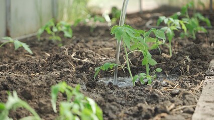 Watering tomato seedlings growing in greenhouse. Growing tomatoes.