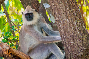 Gray Langur, Hanuman Langur, Semnopithecus entellus, Kaudulla National Park, Sri Lanka, Asia