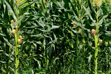 Green corn plants at China's rural 
