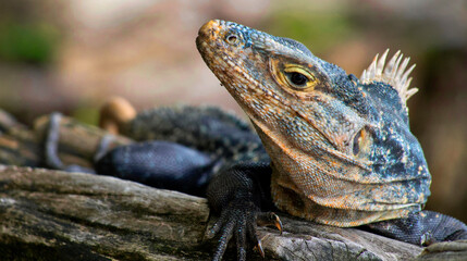 Black Iguana, Black spiny-tailed Iguana, Black Ctenosaur, Ctenosaura similis, Marino Ballena National Park, Pacific Ocean, Uvita de Osa, Puntarenas, Costa Rica, Central America, America