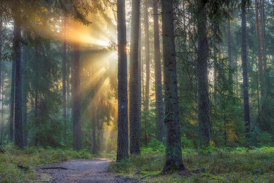 Sunset in pine forest in Lidingo Sweden