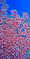 Fototapeta premium Multi-branched Trees Soft Coral, Coral Reef, Bunaken National Marine Park, Bunaken, North Sulawesi, Indonesia, Asia.