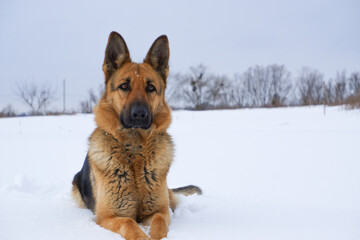 German Shepherd dog lying in the snow. German Shepherd Dog in winter. Dog performs the commands of the owner.