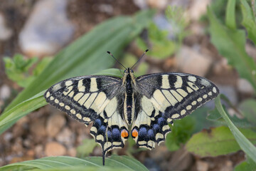 Old world swallowtail (Papilio machaon) rests on the ground with open, not intact wings.