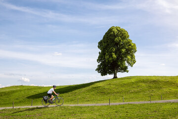 Person riding a bicycle along a scenic hill with a tree