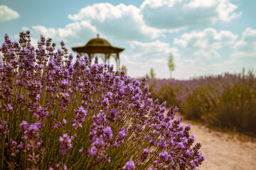 Blooming lavender field with beautiful cloudy sky